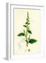 Chenopodium Polyspermum Var. Acutifolium Many-Sided Goosefoot Var. B-null-Framed Giclee Print