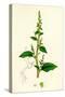 Chenopodium Polyspermum Var. Acutifolium Many-Sided Goosefoot Var. B-null-Stretched Canvas