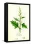 Chenopodium Urbicum Upright Goosefoot-null-Framed Stretched Canvas