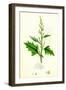 Chenopodium Urbicum Upright Goosefoot-null-Framed Giclee Print