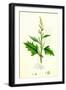 Chenopodium Urbicum Upright Goosefoot-null-Framed Giclee Print