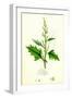 Chenopodium Urbicum Upright Goosefoot-null-Framed Giclee Print