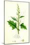 Chenopodium Urbicum Upright Goosefoot-null-Mounted Giclee Print