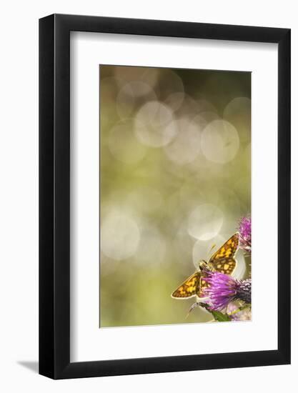 Chequered Skipper (Carterocephalus Palaemon) Nectaring on a Thistle (Cirsium), Argyll, Scotland, UK-Fergus Gill-Framed Photographic Print