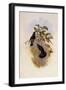 Chequered Violet-Ear, Petasophora Coruscans-John Gould-Framed Giclee Print