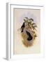 Chequered Violet-Ear, Petasophora Coruscans-John Gould-Framed Giclee Print