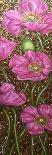 Long Pink Poppies-Cherie Roe Dirksen-Giclee Print