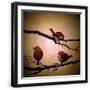 Black Frame