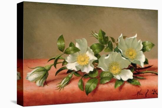 Cherokee Roses, 1889-Martin Johnson Heade-Stretched Canvas