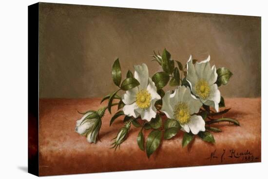 Cherokee Roses, 1889-Martin Johnson Heade-Stretched Canvas