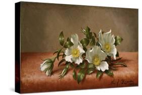 Cherokee Roses, 1889-Martin Johnson Heade-Stretched Canvas