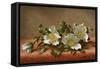 Cherokee Roses-Martin Johnson Heade-Framed Stretched Canvas