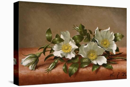 Cherokee Roses-Martin Johnson Heade-Stretched Canvas