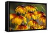 Cherokee Sunset Cone Flowers in Bloom, Seattle, Washington, USA-Terry Eggers-Framed Stretched Canvas