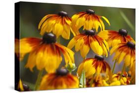 Cherokee Sunset Cone Flowers in Bloom, Seattle, Washington, USA-Terry Eggers-Stretched Canvas