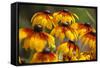 Cherokee Sunset Cone Flowers in Bloom, Seattle, Washington, USA-Terry Eggers-Framed Stretched Canvas