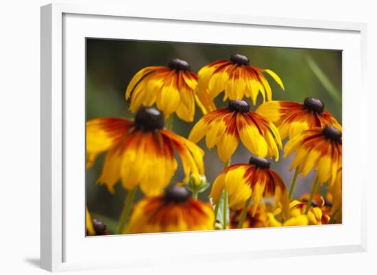 Cherokee Sunset Cone Flowers in Bloom, Seattle, Washington, USA-Terry Eggers-Framed Photographic Print