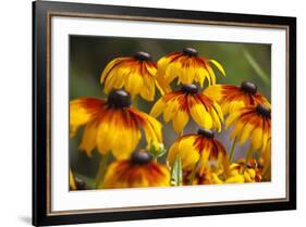 Cherokee Sunset Cone Flowers in Bloom, Seattle, Washington, USA-Terry Eggers-Framed Photographic Print
