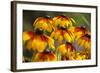 Cherokee Sunset Cone Flowers in Bloom, Seattle, Washington, USA-Terry Eggers-Framed Photographic Print