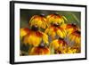 Cherokee Sunset Cone Flowers in Bloom, Seattle, Washington, USA-Terry Eggers-Framed Photographic Print