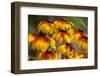 Cherokee Sunset Cone Flowers in Bloom, Seattle, Washington, USA-Terry Eggers-Framed Photographic Print