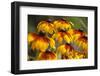 Cherokee Sunset Cone Flowers in Bloom, Seattle, Washington, USA-Terry Eggers-Framed Photographic Print