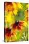 Cherokee Sunset Cone Flowers in Bloom-Terry Eggers-Stretched Canvas