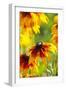 Cherokee Sunset Cone Flowers in Bloom-Terry Eggers-Framed Photographic Print