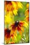 Cherokee Sunset Cone Flowers in Bloom-Terry Eggers-Mounted Photographic Print