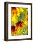 Cherokee Sunset Cone Flowers in Bloom-Terry Eggers-Framed Photographic Print