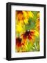 Cherokee Sunset Cone Flowers in Bloom-Terry Eggers-Framed Photographic Print