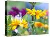 Cherokee Sunset Rudbeckia, Seattle, Washington, USA-Terry Eggers-Stretched Canvas