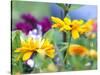 Cherokee Sunset Rudbeckia, Seattle, Washington, USA-Terry Eggers-Stretched Canvas