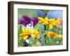 Cherokee Sunset Rudbeckia, Seattle, Washington, USA-Terry Eggers-Framed Premium Photographic Print