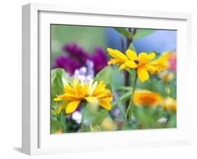 Cherokee Sunset Rudbeckia, Seattle, Washington, USA-Terry Eggers-Framed Premium Photographic Print