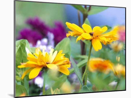 Cherokee Sunset Rudbeckia, Seattle, Washington, USA-Terry Eggers-Mounted Premium Photographic Print