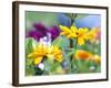 Cherokee Sunset Rudbeckia, Seattle, Washington, USA-Terry Eggers-Framed Photographic Print