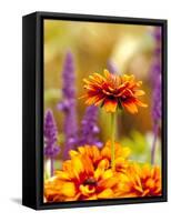 Cherokee Sunset Rudbeckia, Seattle, Washington, USA-Terry Eggers-Framed Stretched Canvas