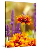 Cherokee Sunset Rudbeckia, Seattle, Washington, USA-Terry Eggers-Stretched Canvas