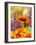 Cherokee Sunset Rudbeckia, Seattle, Washington, USA-Terry Eggers-Framed Photographic Print