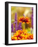 Cherokee Sunset Rudbeckia, Seattle, Washington, USA-Terry Eggers-Framed Photographic Print