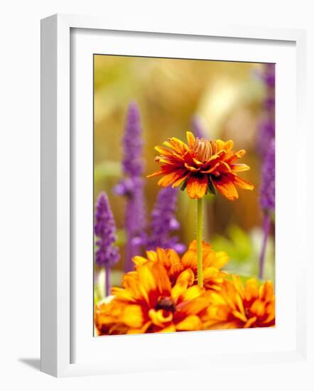 Cherokee Sunset Rudbeckia, Seattle, Washington, USA-Terry Eggers-Framed Photographic Print