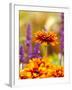 Cherokee Sunset Rudbeckia, Seattle, Washington, USA-Terry Eggers-Framed Photographic Print