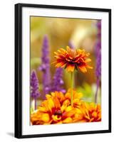 Cherokee Sunset Rudbeckia, Seattle, Washington, USA-Terry Eggers-Framed Photographic Print