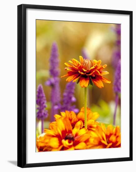 Cherokee Sunset Rudbeckia, Seattle, Washington, USA-Terry Eggers-Framed Photographic Print