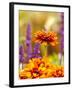 Cherokee Sunset Rudbeckia, Seattle, Washington, USA-Terry Eggers-Framed Photographic Print