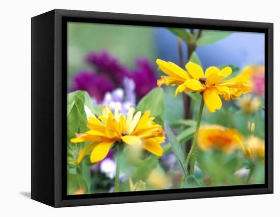 Cherokee Sunset Rudbeckia, Seattle, Washington, USA-Terry Eggers-Framed Stretched Canvas