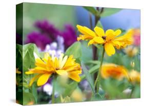 Cherokee Sunset Rudbeckia, Seattle, Washington, USA-Terry Eggers-Stretched Canvas