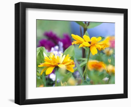 Cherokee Sunset Rudbeckia, Seattle, Washington, USA-Terry Eggers-Framed Photographic Print