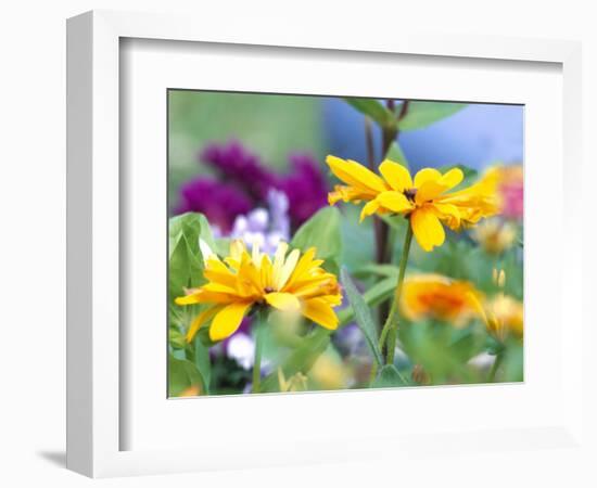 Cherokee Sunset Rudbeckia, Seattle, Washington, USA-Terry Eggers-Framed Photographic Print